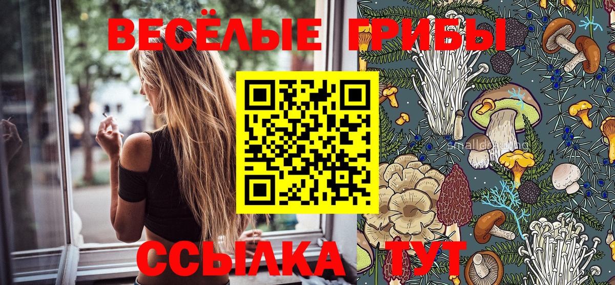Псилоцибиновые грибы GOLDEN TEACHER  Вход с VPN  Курганинск  продажа наркотиков  Галлюциногенные грибы Cubensis 