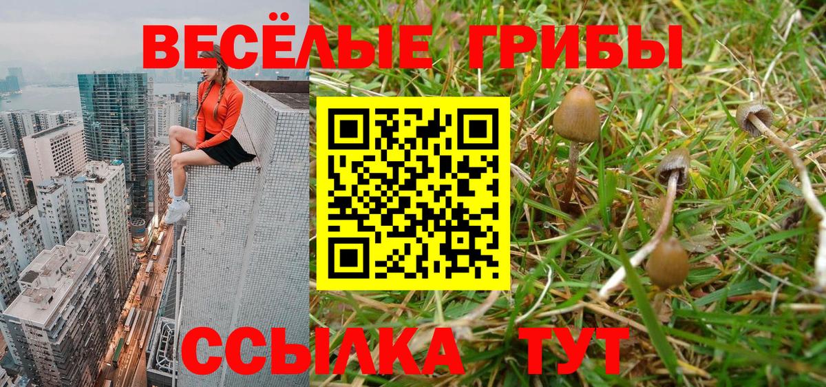 Псилоцибиновые грибы GOLDEN TEACHER Курганинск